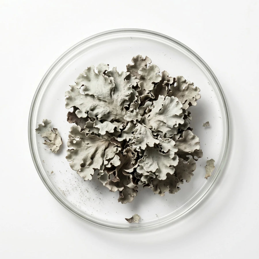 Parmelia perlata