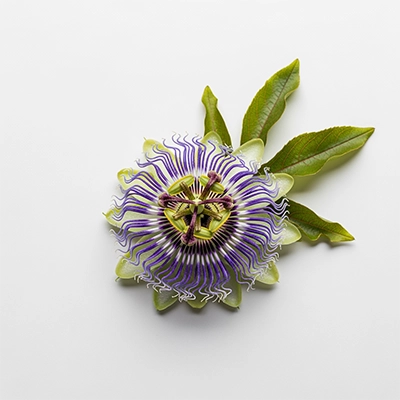 Passiflora Incarnata